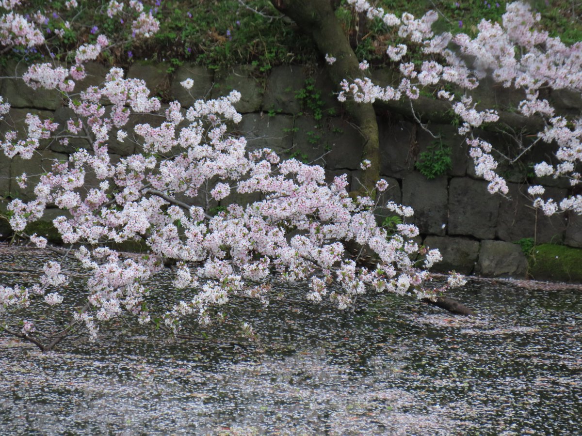 花筏🍃】 水面に寄り添い、春風に押されてゆるやかに流れてゆく、可憐