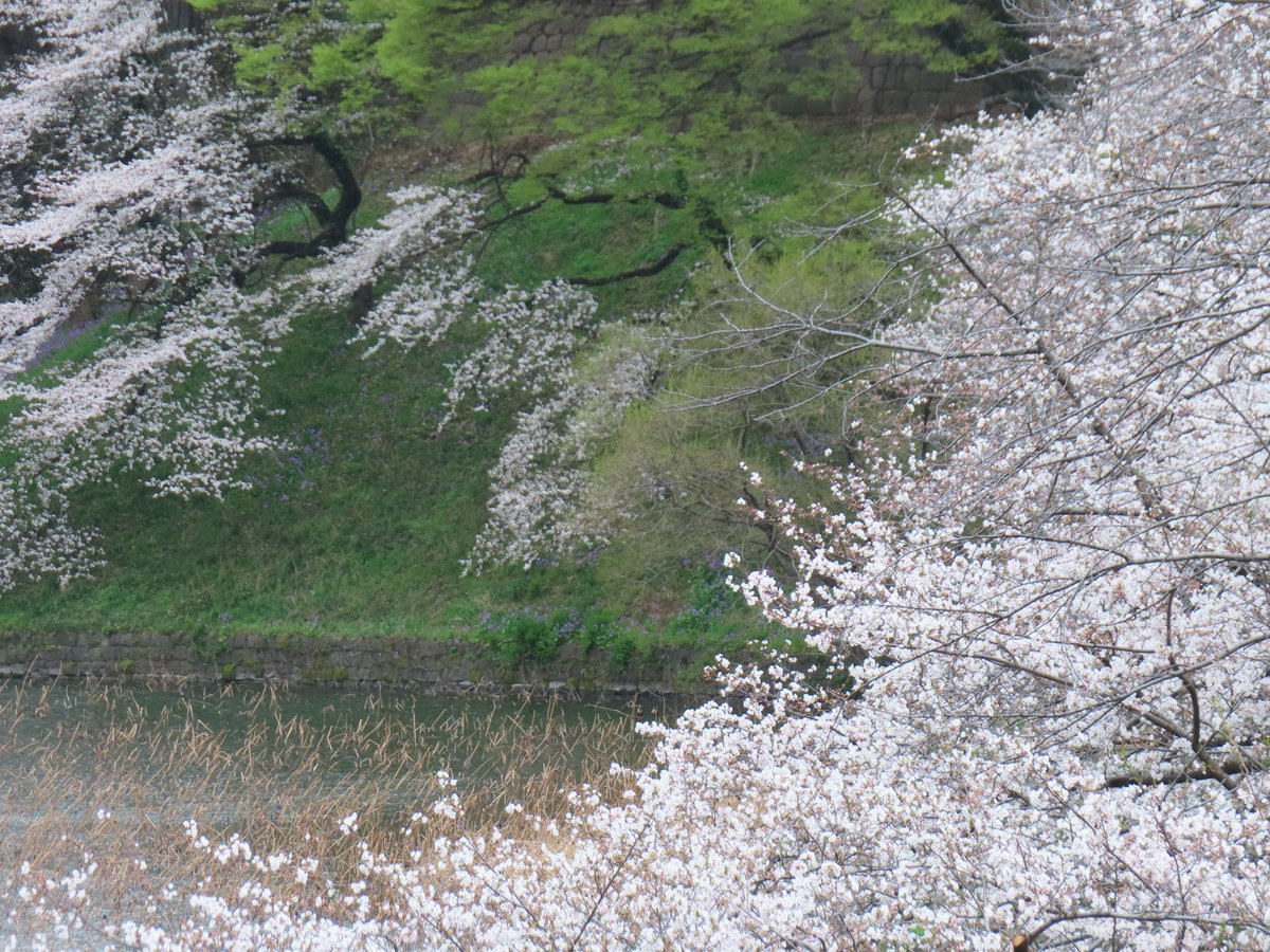 花筏🍃】 水面に寄り添い、春風に押されてゆるやかに流れてゆく、可憐