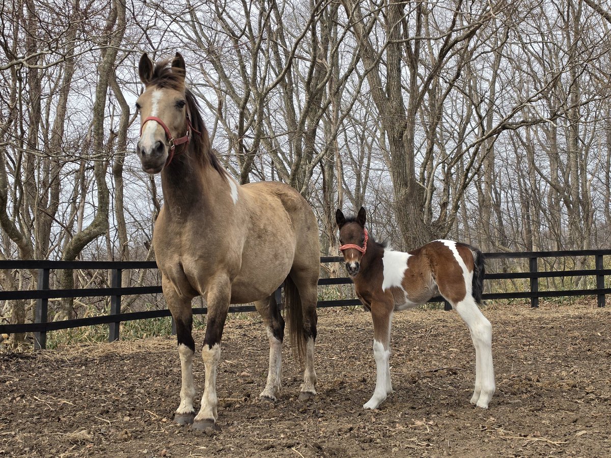 🐴うまたく🐴 tweet media