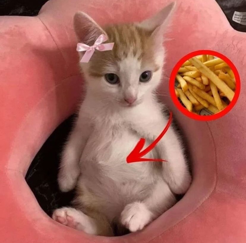 Punch Cat (@punchingcat) on Twitter photo 