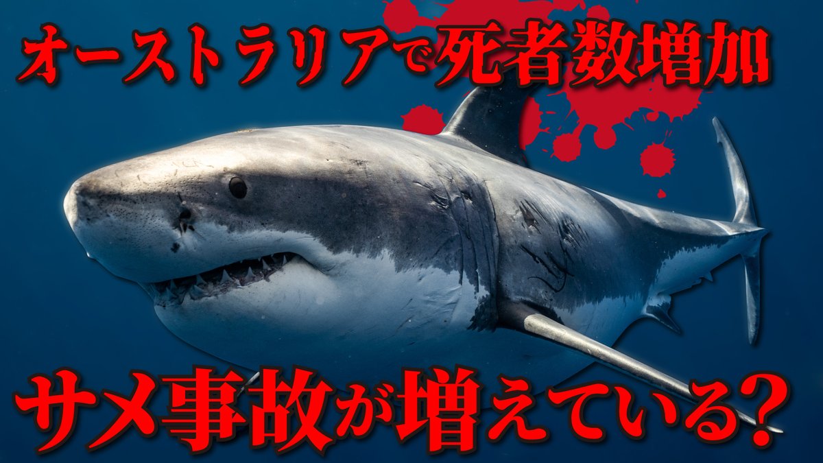 サメ社会学者Ricky YouTube&サメブログ tweet media