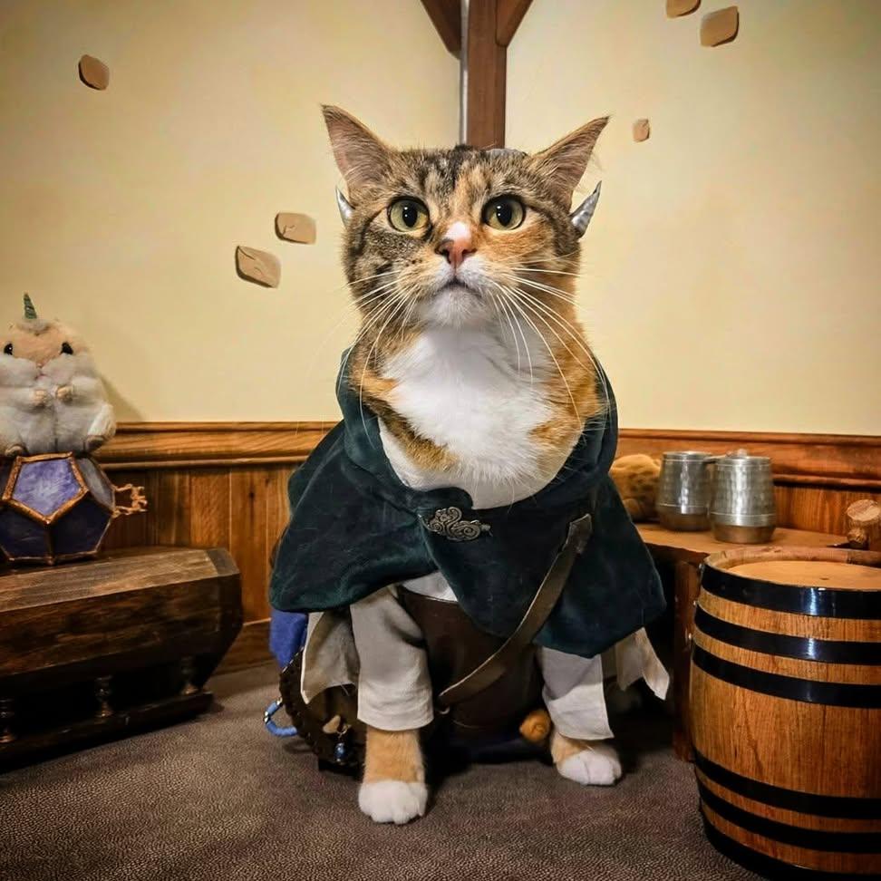 Cat Cosplay tweet media