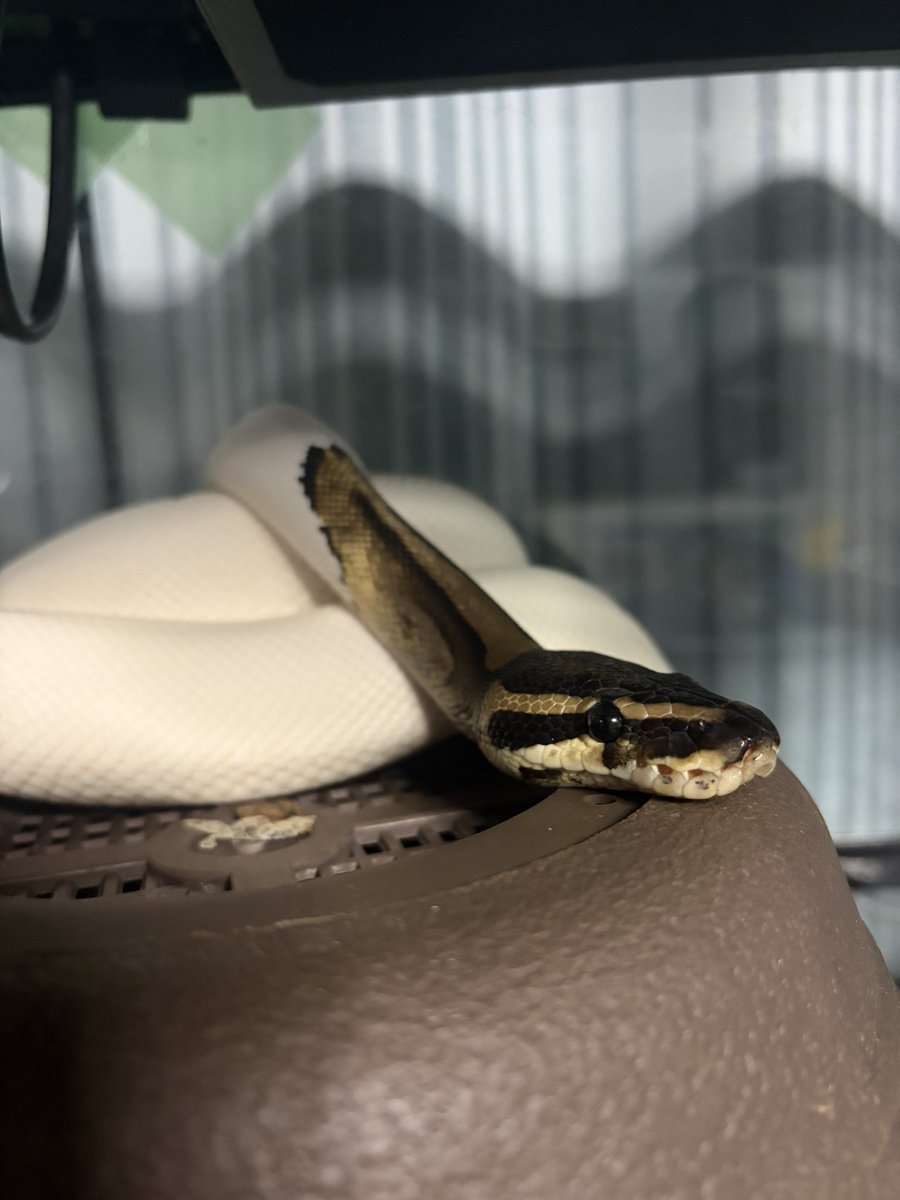 えだちゃん tweet media