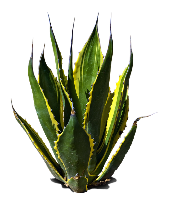 Trevor Coleman tweet media