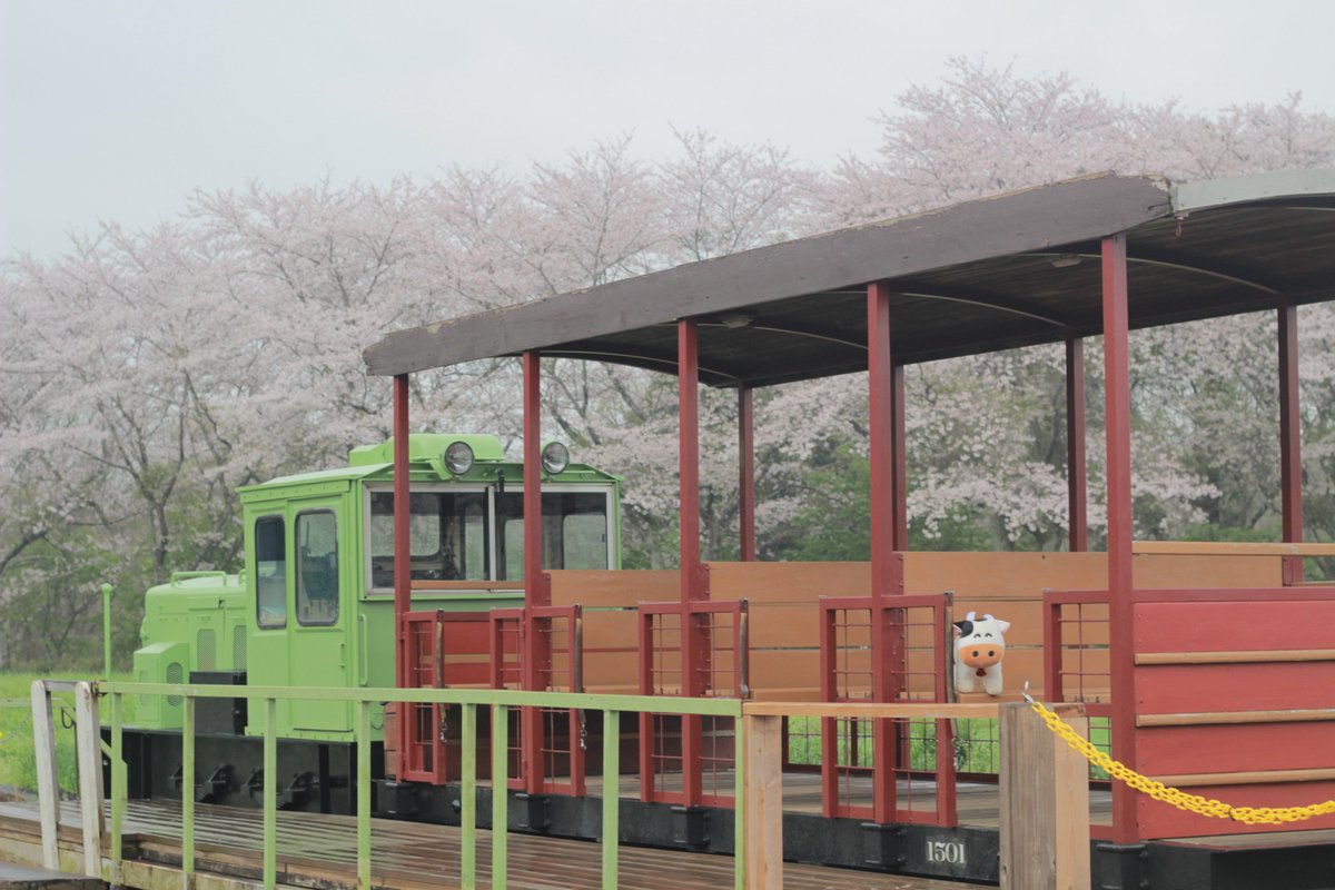 おはようございますなの～🐮

今日はあいにくの曇り時々雨☔
でも桜はとっても綺麗なの～🌸🌸