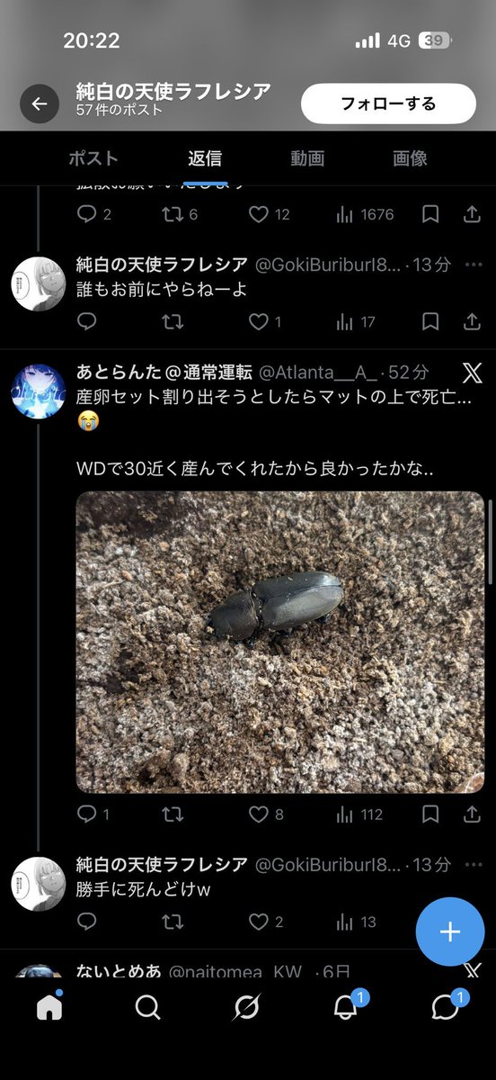INSECT FIELD tweet media