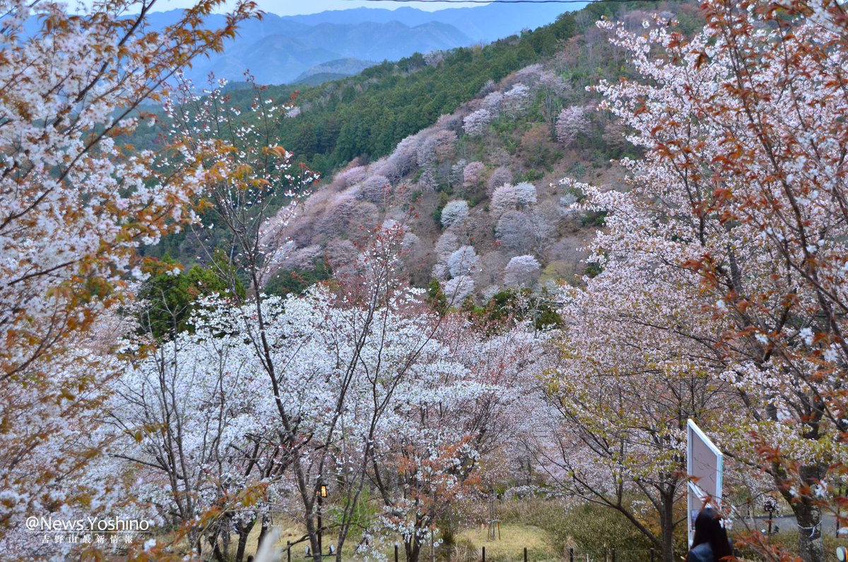 吉野山最新情報 tweet media