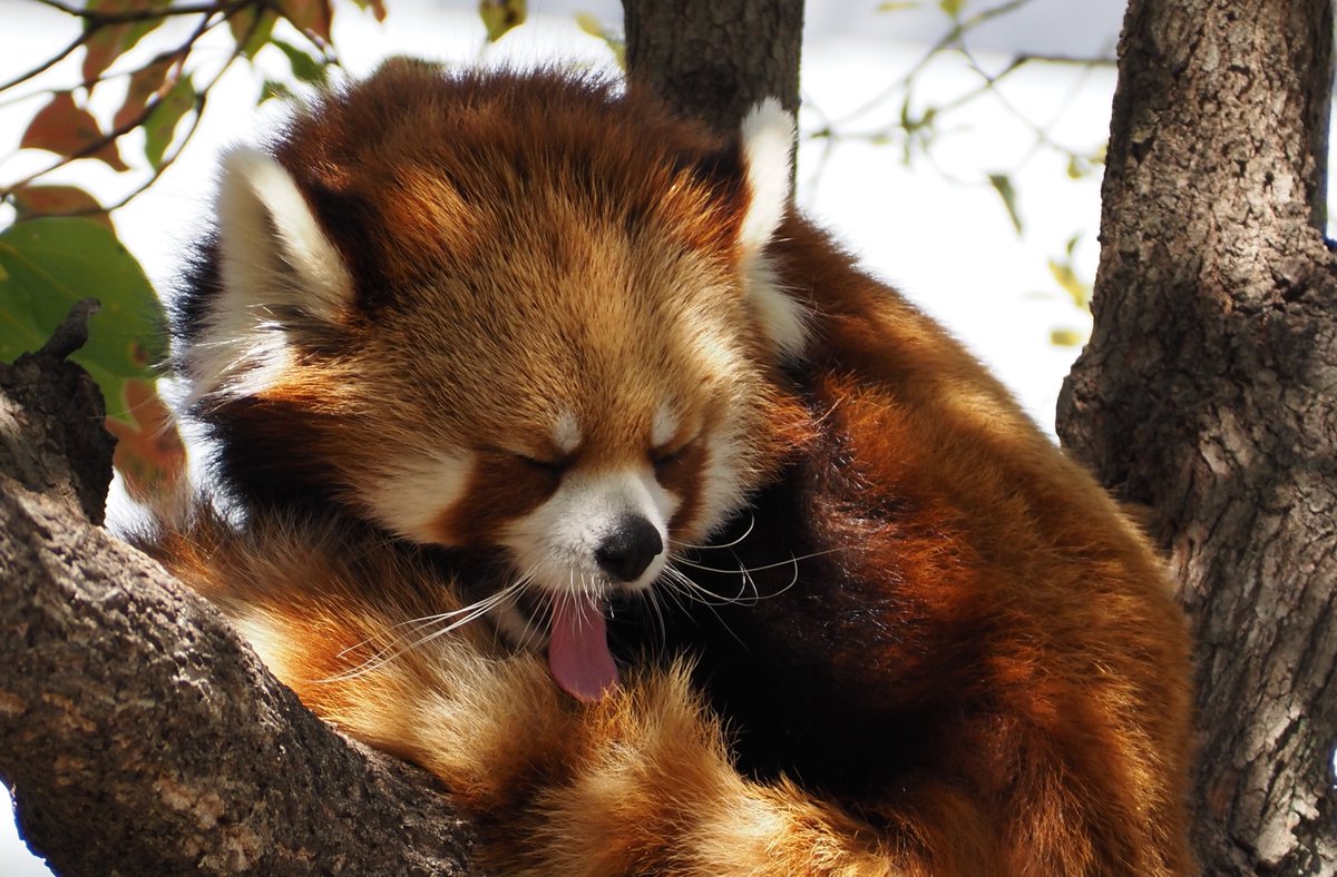 pantarou0141's tweet photo. ゆっくり休んでね🌟

#王子動物園 #レッサーパンダ #ジャズ https://t.co/lAwOC3PxJR