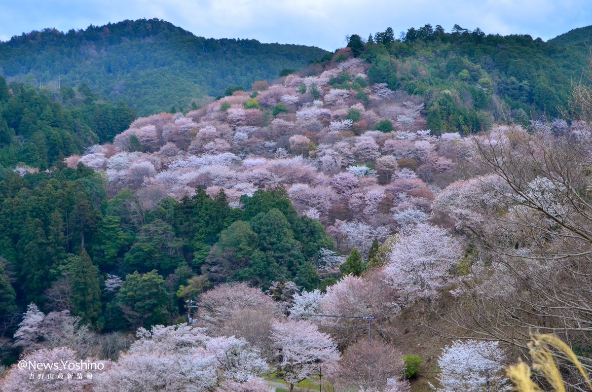 吉野山最新情報 tweet media