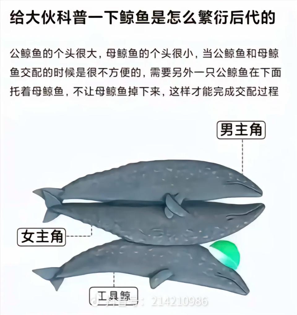 简律（私信互关） tweet media