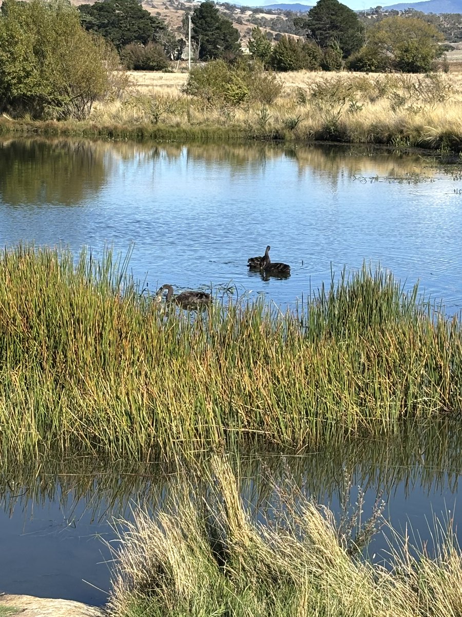 omgこぽん tweet media