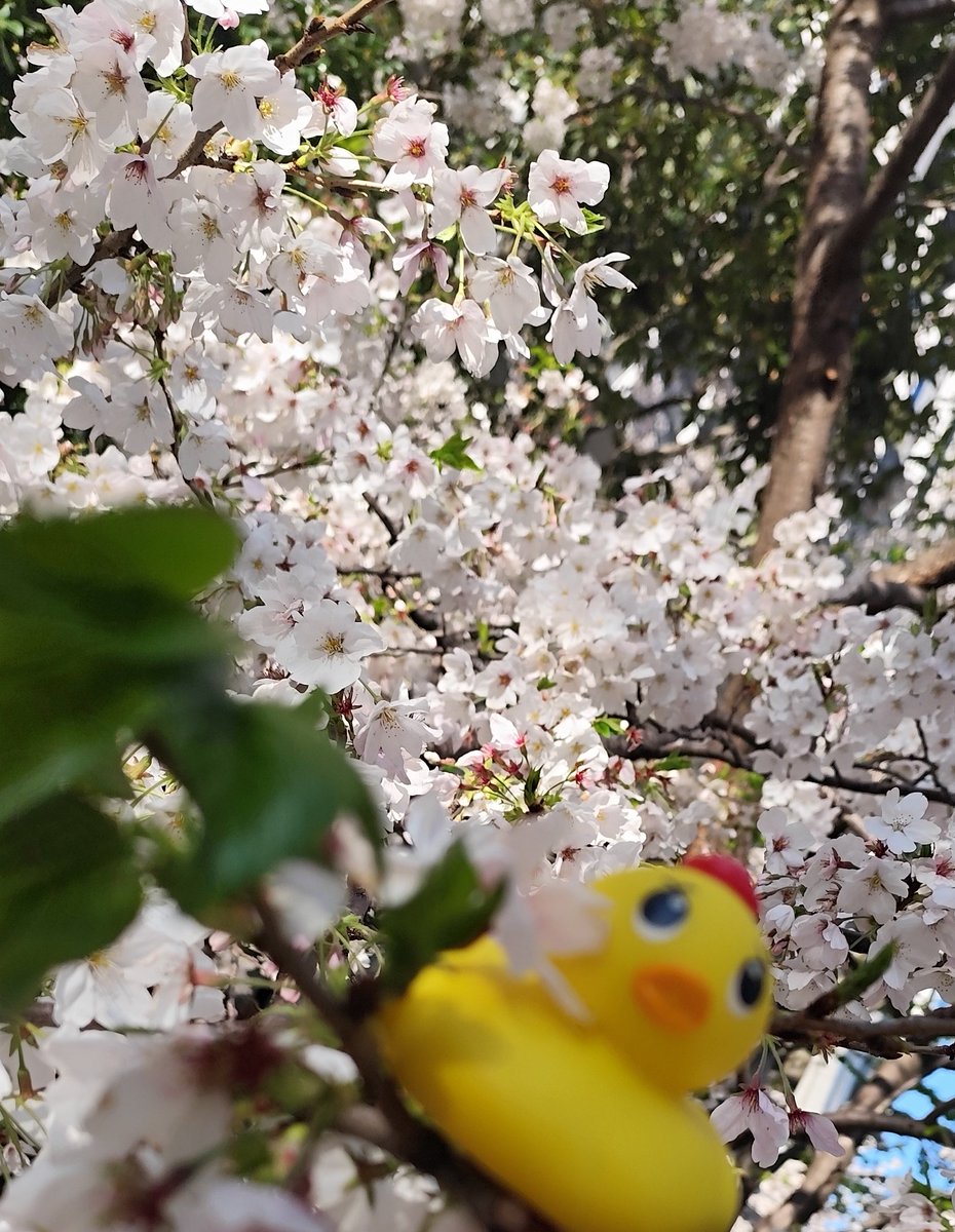 utsukare@🐥👑美しい深海 tweet media