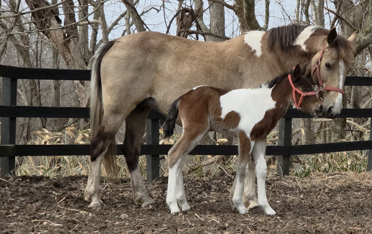 🐴うまたく🐴 tweet media