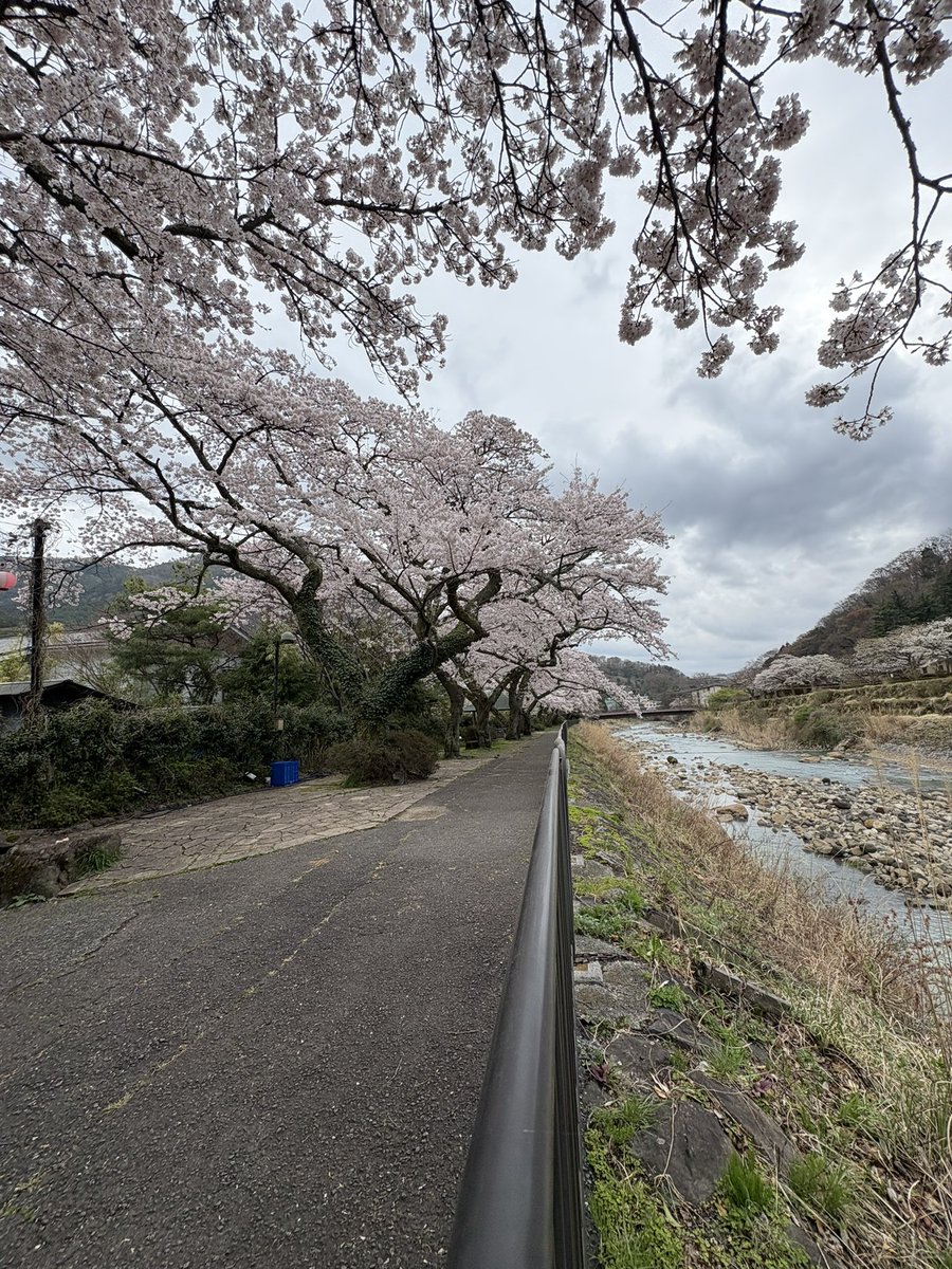 uosei2007's tweet image. おはようございます✨
4月4日(土)
#仙石原 の朝は☁️です。
気温は10℃〜
お隣の宮城野は桜が満開です！🌸

✨ 本日のおすすめ ✨
• お刺身定食
• 鯵たたき＆カマスフライ定食
いかがでしょうか？

皆様のお越しをお待ちしております。
良い週末を‼️

宜しくお願い致します🙇🙇

#hakone 
#箱根