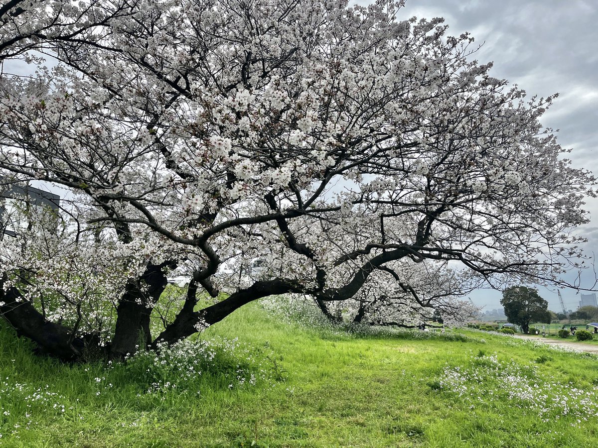 かな太 tweet media