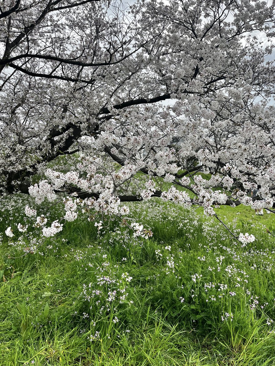 かな太 tweet media