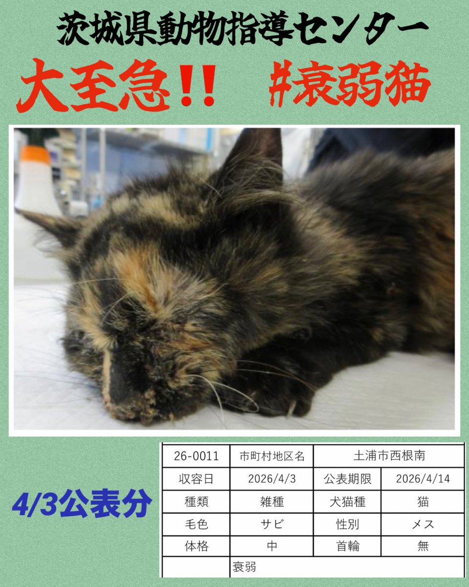 🆘♦️🆘♦️🆘
大至急‼️ 
辛い状態(負傷・衰弱)での
猫さんの保護が多いです

完全室内で飼育と不妊手術の徹底を
お願いします🍀🙏🏻

サビ猫ちゃんは衰弱です
辛そうで心配な状態に感じます
心当たりのある方、いませんか？
協力お願い致します
🆘4/3茨城県動物指導センター 🆘
🚨公表期限4月14日
🔹