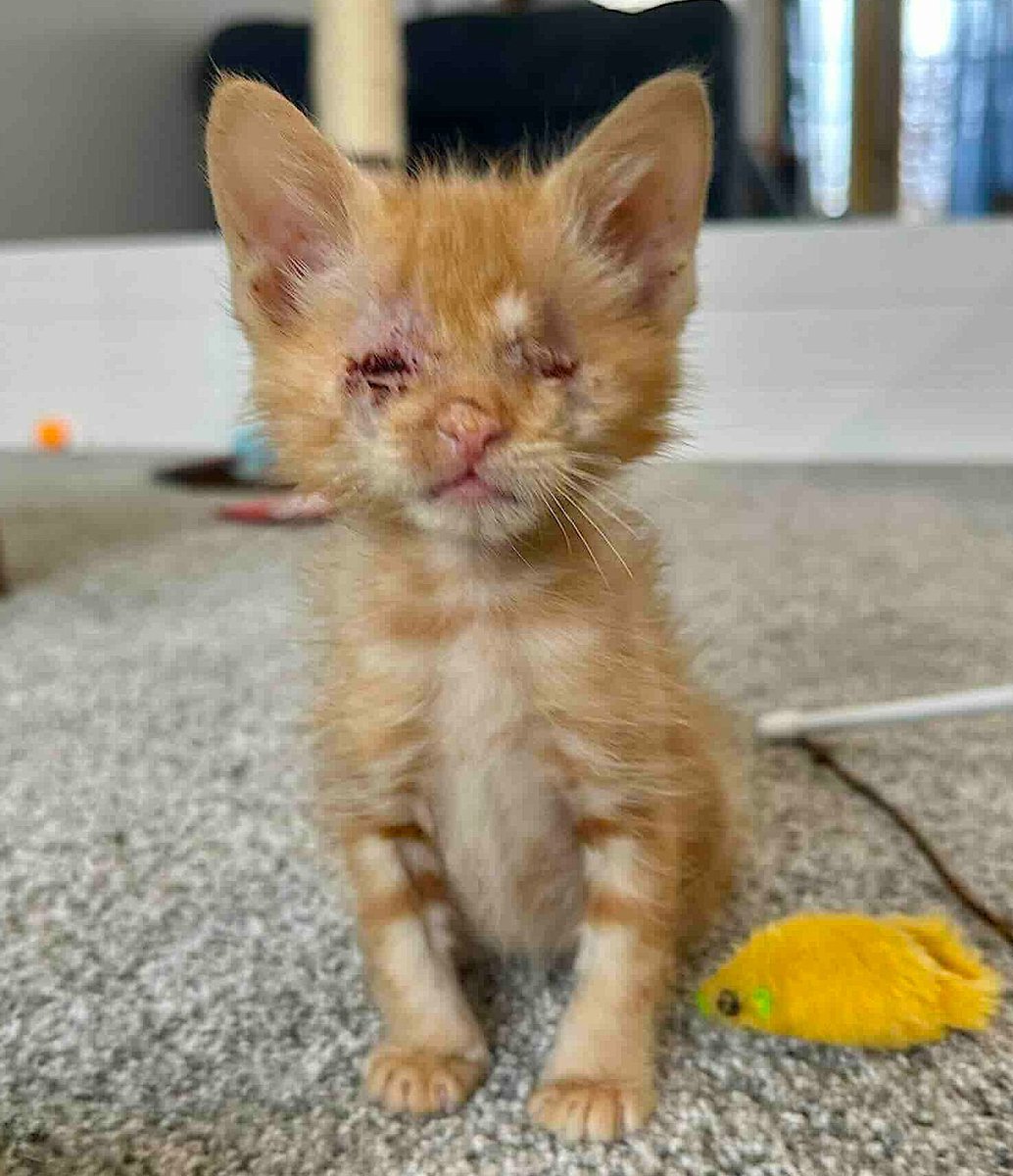 Cats and Kittens tweet media