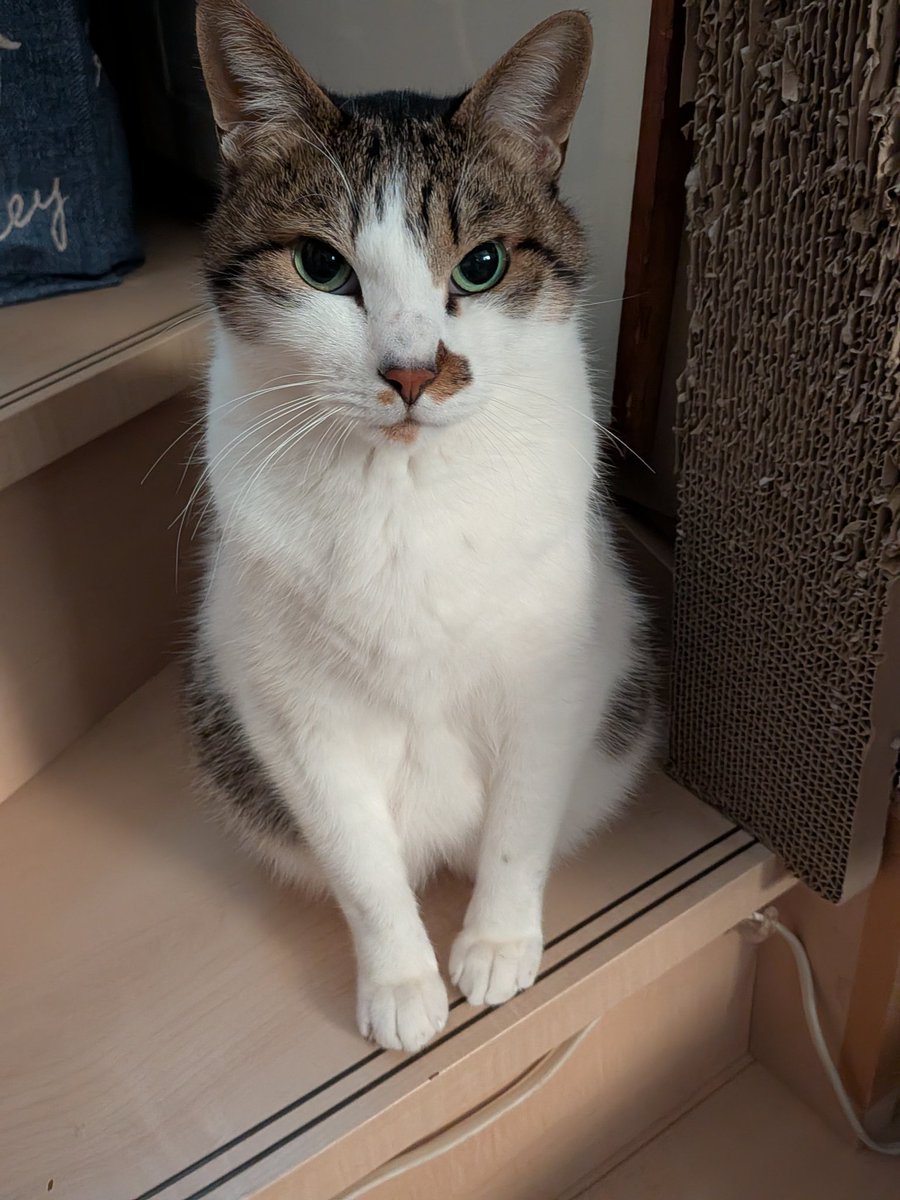 えびみ tweet media