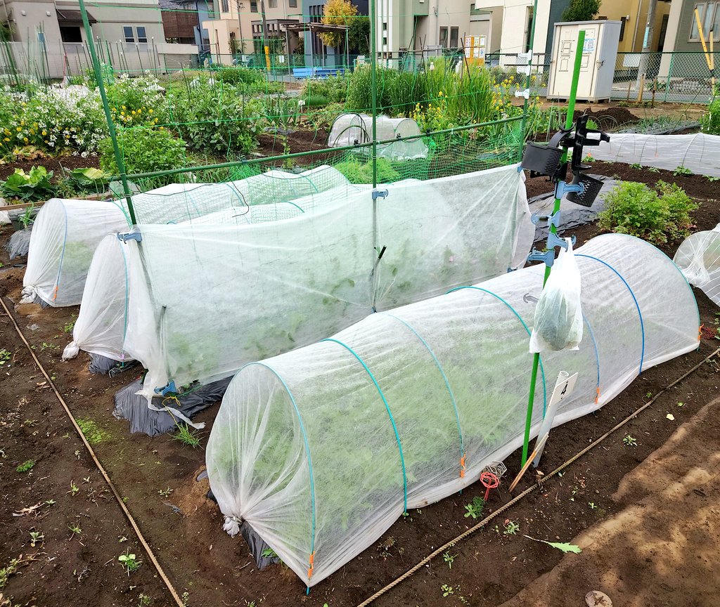 TAMA@家庭菜園･野菜栽培 tweet media