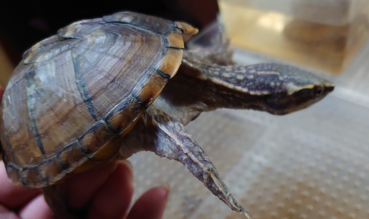 /AILEEN@あいりん（21） tweet media