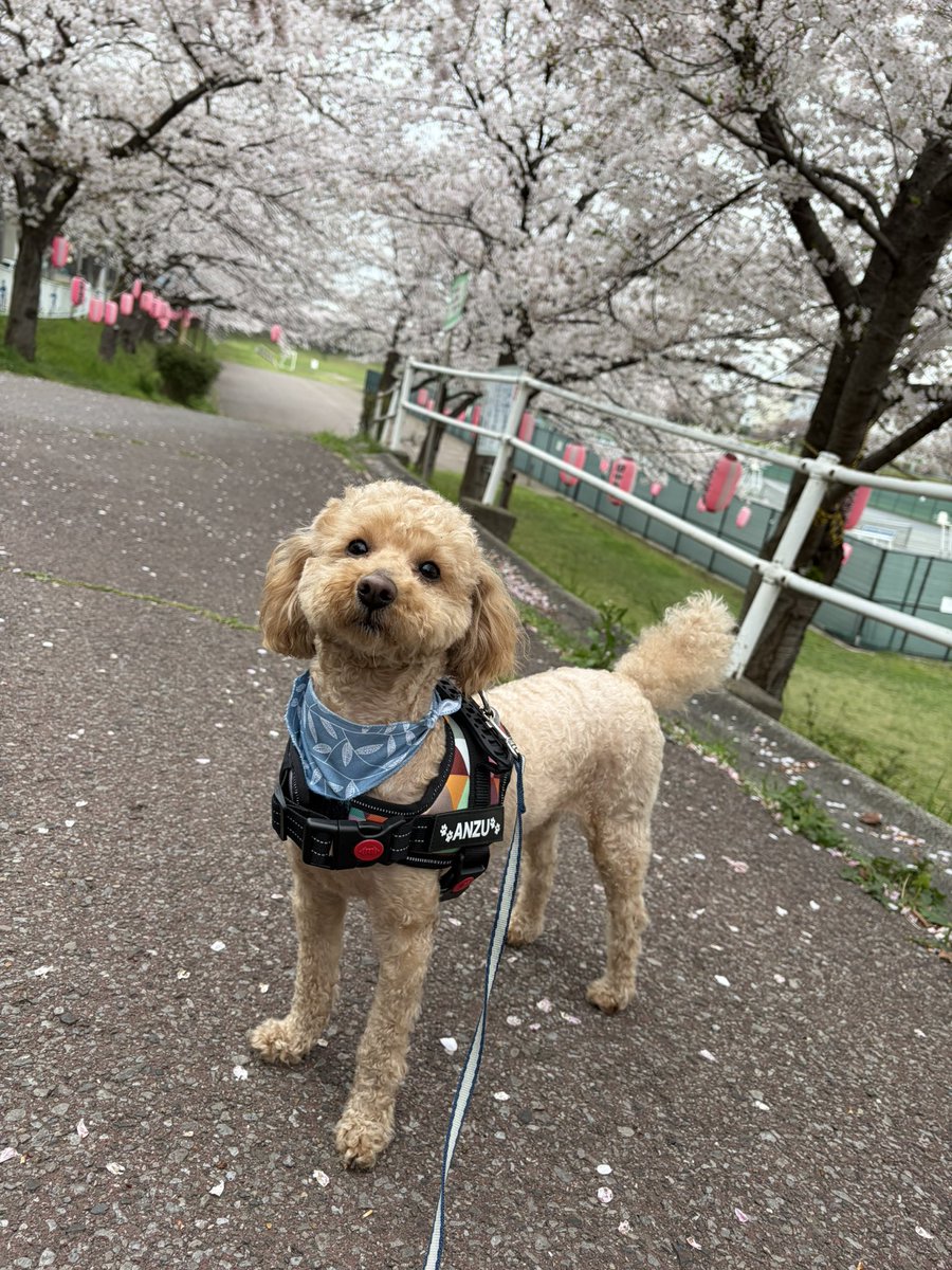 ケンタ tweet media