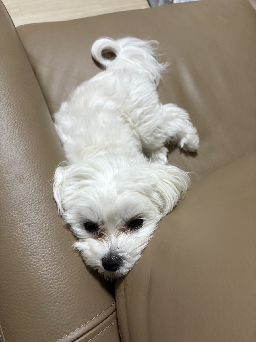 noa_the_dog's tweet photo. https://t.co/0ytQEXk8SZ