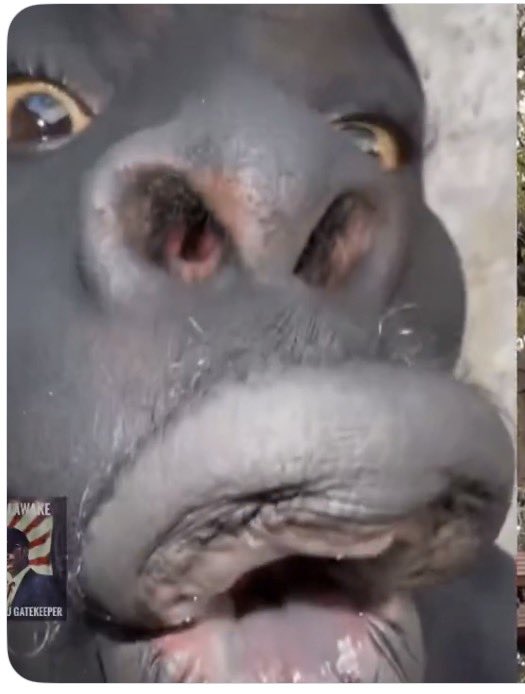 Deadbeat MGTOW tweet media