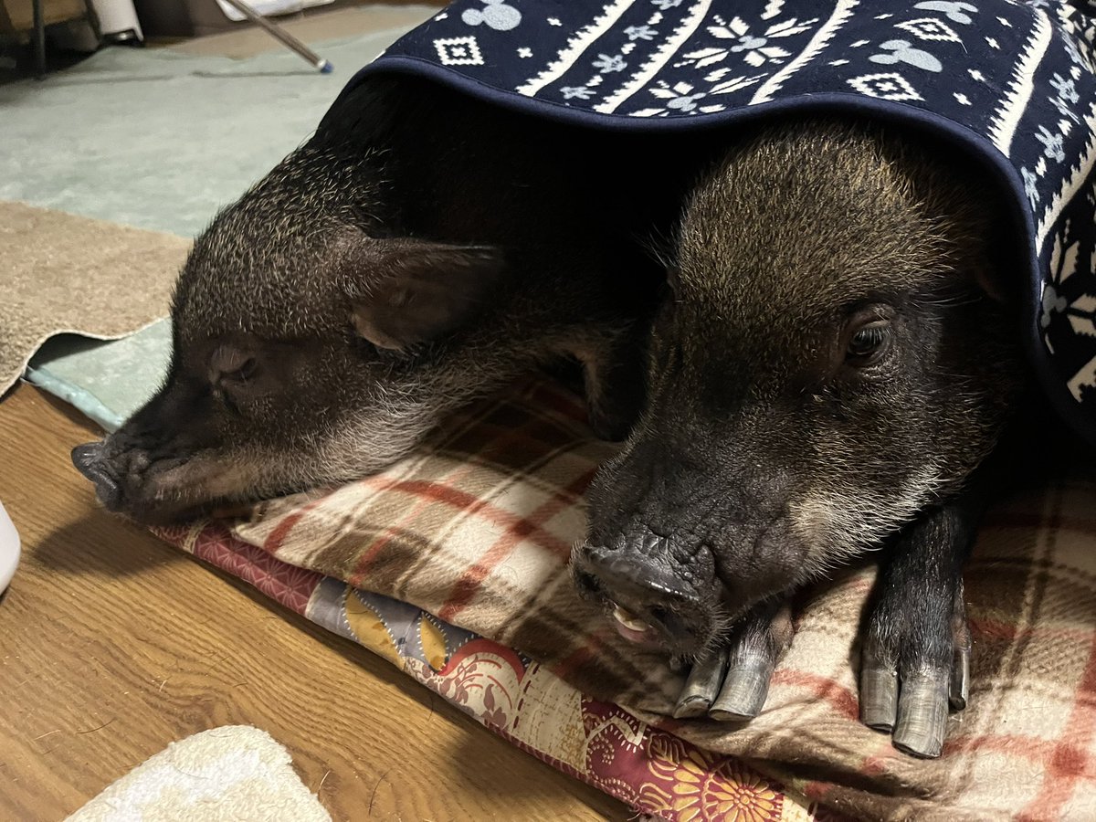 🦐🍣がーねっと🍤🥟🜸🦄鯖 tweet media