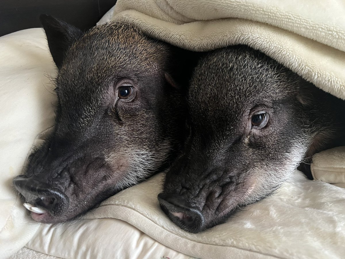 🦐🍣がーねっと🍤🥟🜸🦄鯖 tweet media