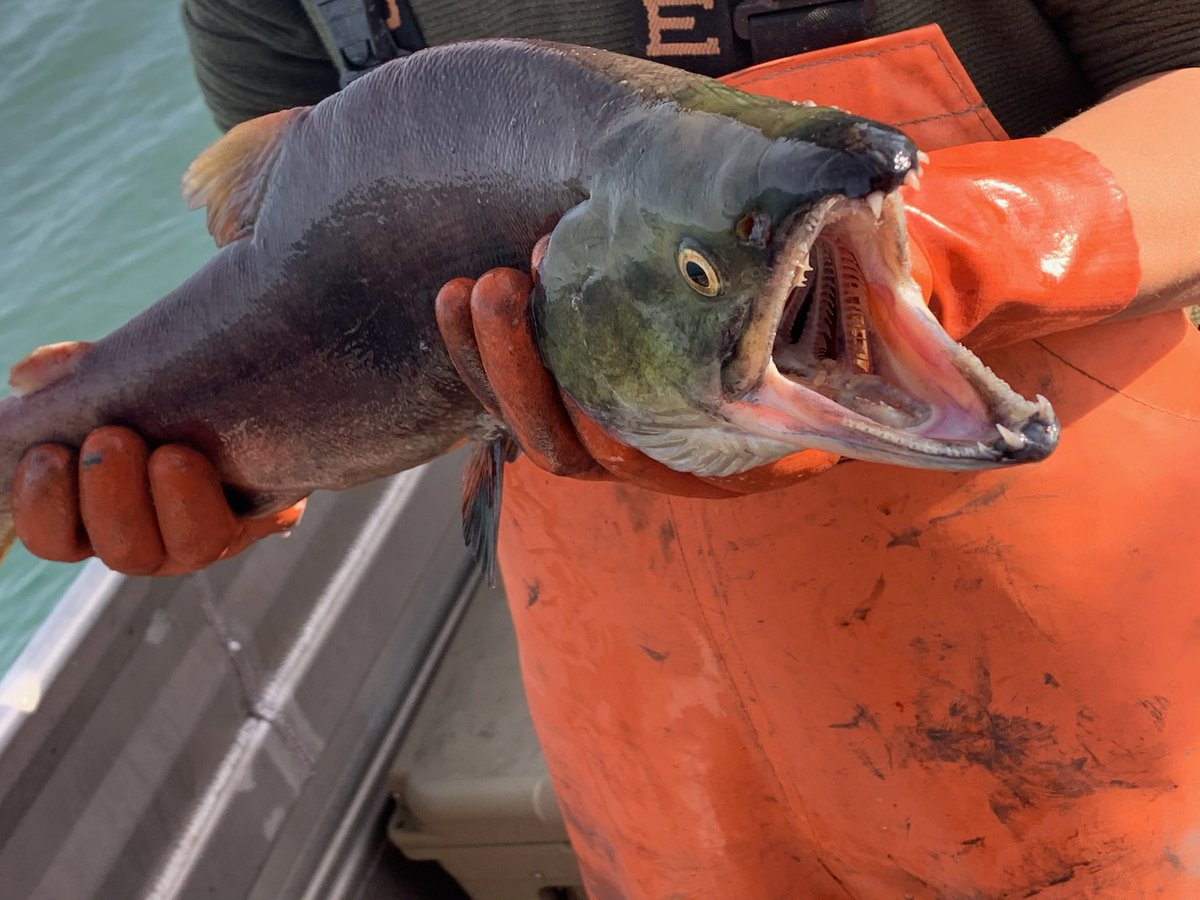 Captain_Off_Grid tweet media