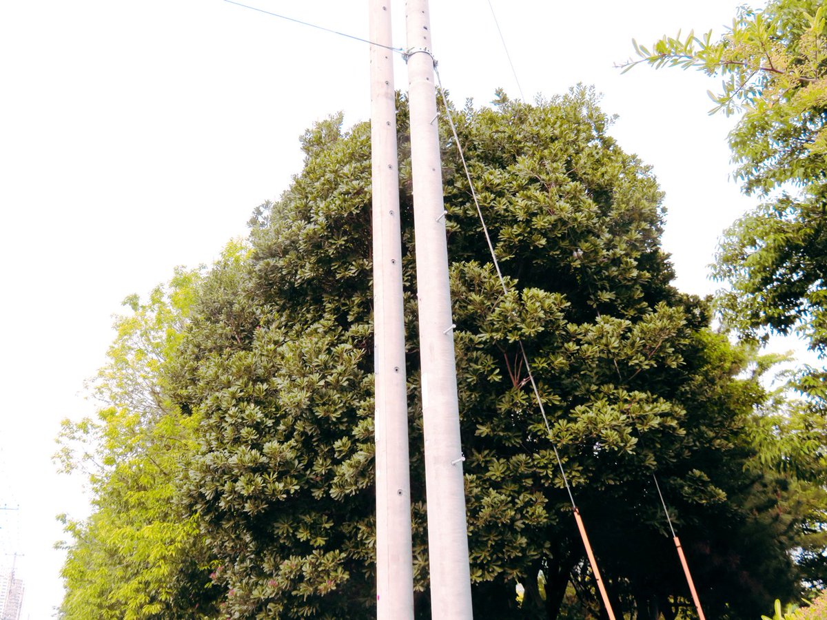 トマトスター tomato star tweet media