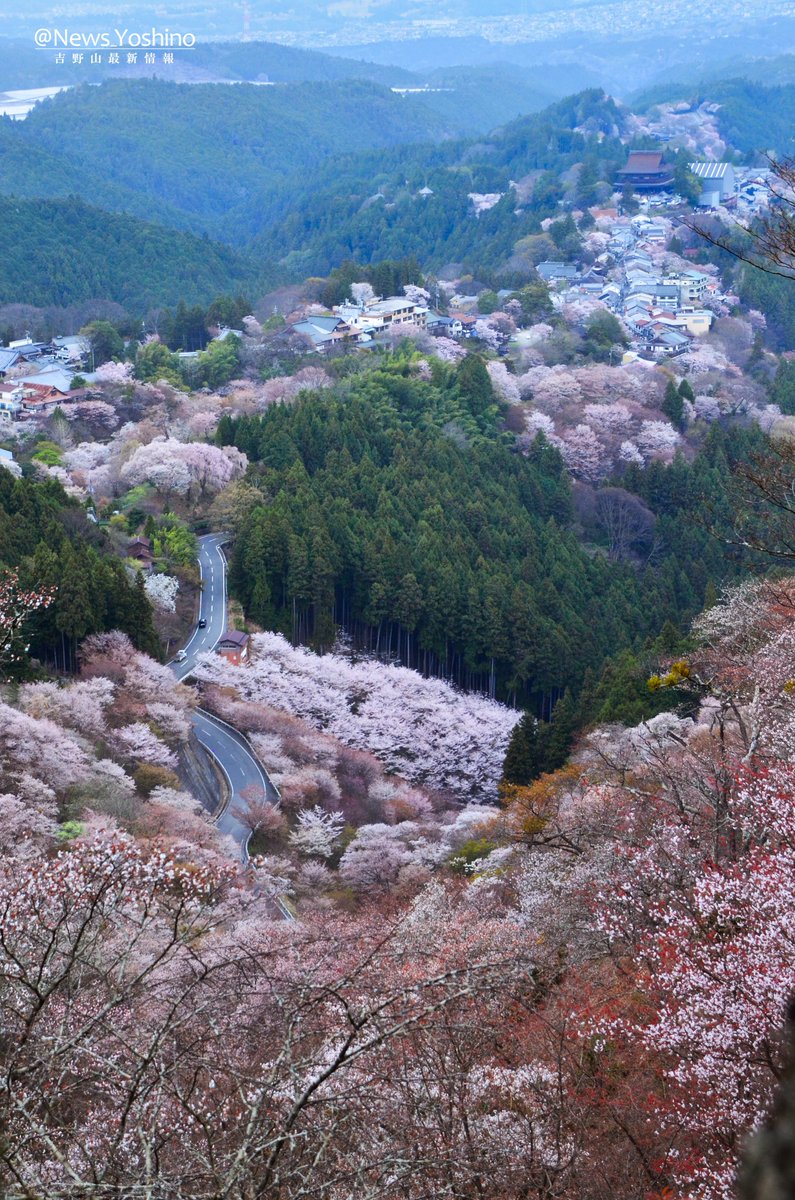 吉野山最新情報 tweet media