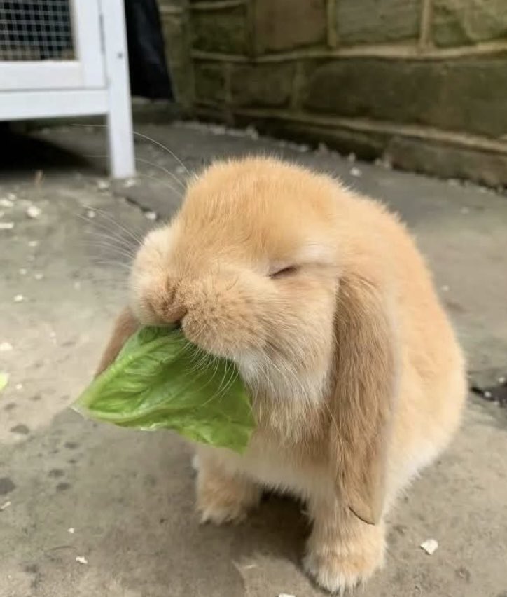 𝙨𝙖𝙣𝙮𝙖 | サンヤ tweet media