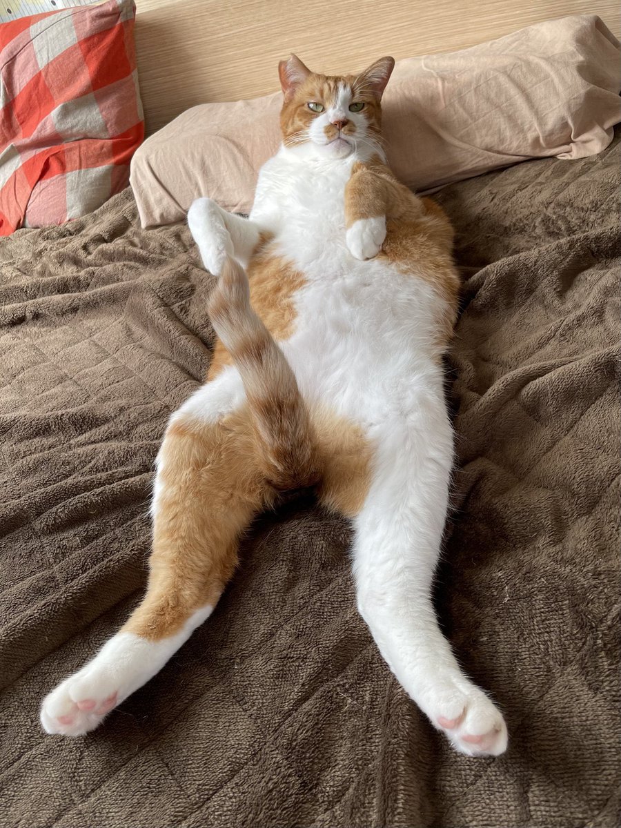 すこぺ tweet media