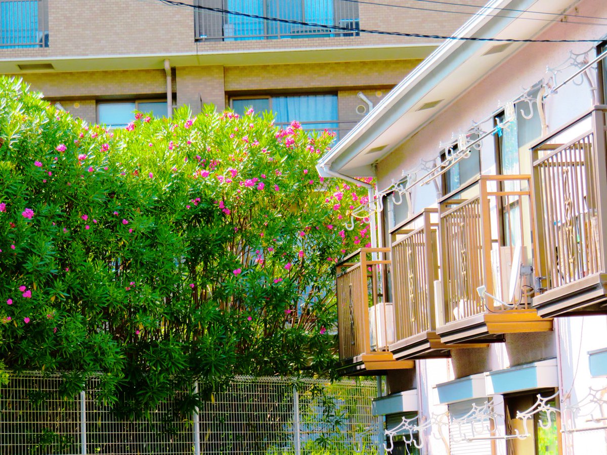 トマトスター tomato star tweet media