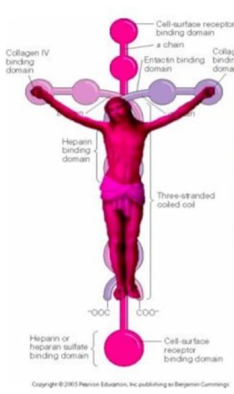 This is laminin, a protein adhesion molecule. Is it a coincidence that the molecule that holds us together is shaped like a cross?

"He is before all things, and in Him all things hold together" 

-Colossians 1:17