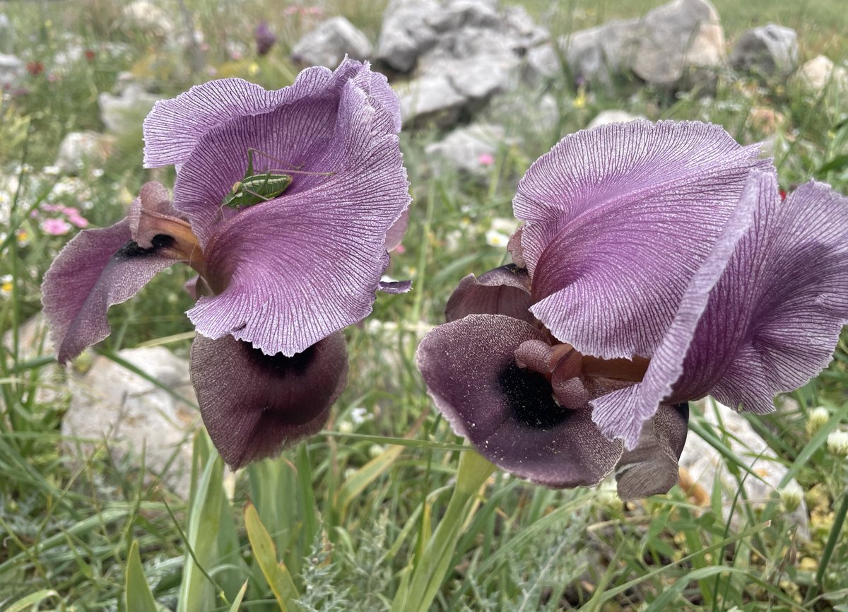 Palestinian Girl tweet media