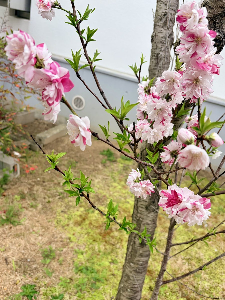 Rei(レイ) tweet media