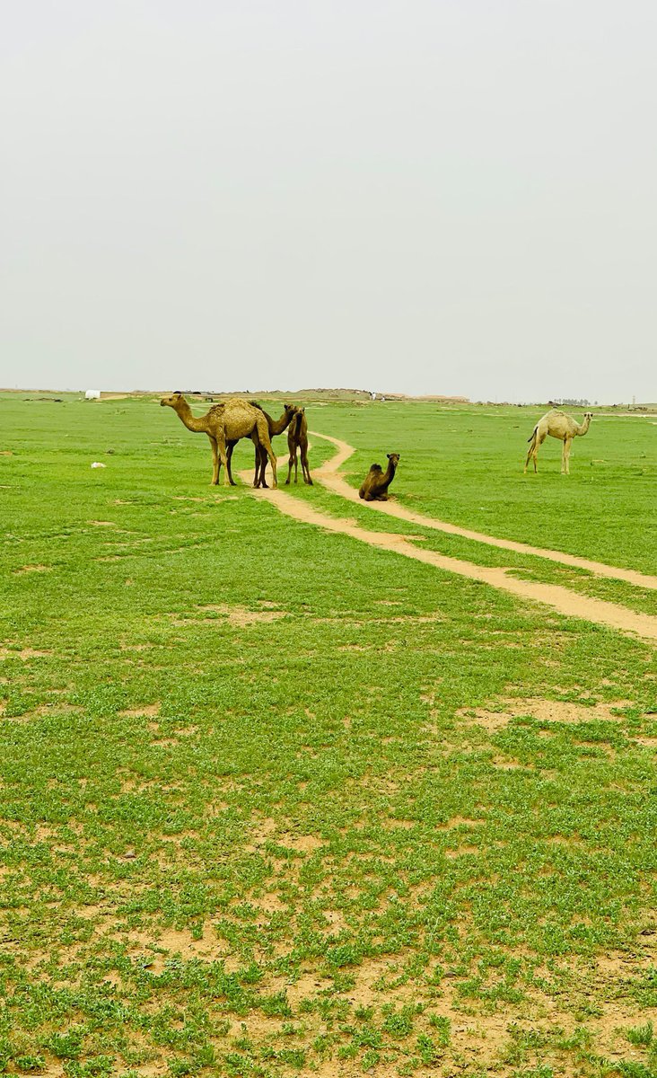 برق الجهمه tweet media