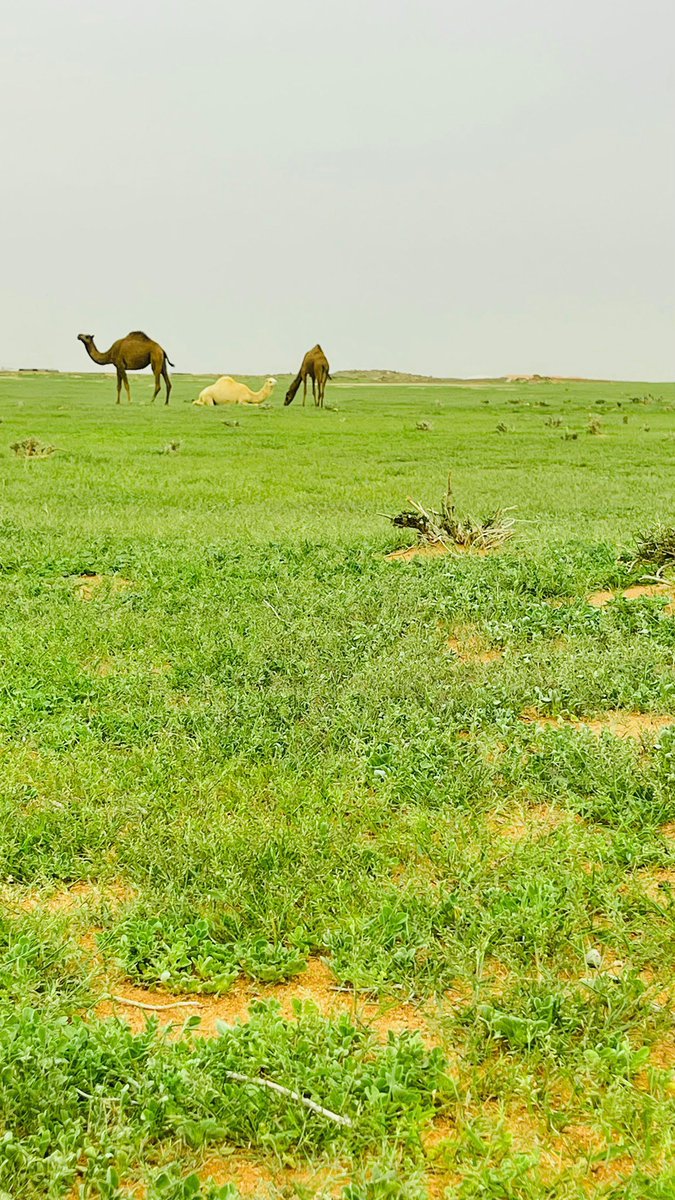 برق الجهمه tweet media