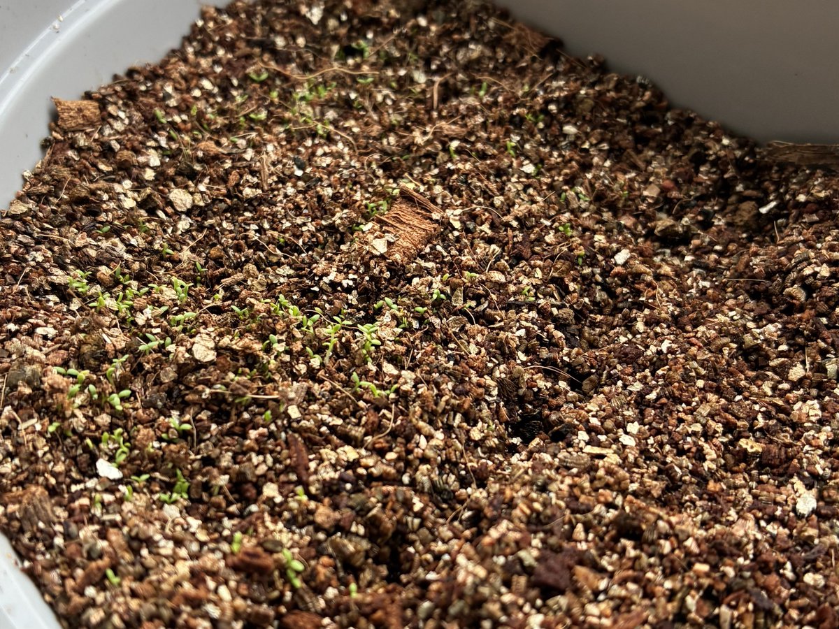 古岡祐樹(ふるおかゆうき) tweet media