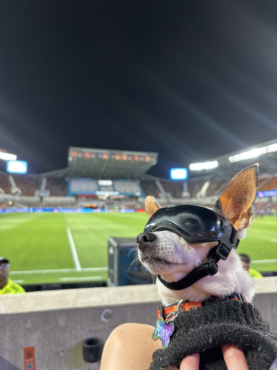 morfox12's tweet photo. chihuahuas &amp; @HoustonDash https://t.co/9oj6elGFgm