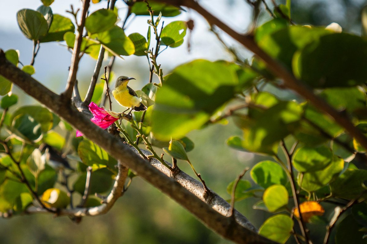 ishafoundation's tweet image. A beautiful bird enjoys the early morning sun on a springtime morning.