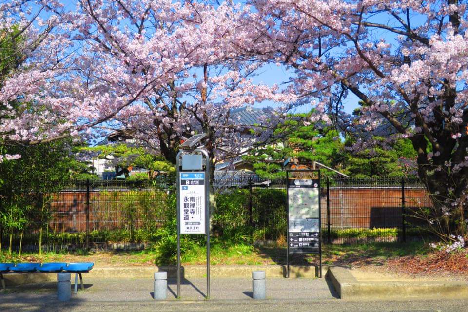 G94zAc's tweet photo. 京都
南禅寺永観堂バス停の桜

桜好きな方
いいね頂けると嬉しいです https://t.co/R2rUCrwgMs