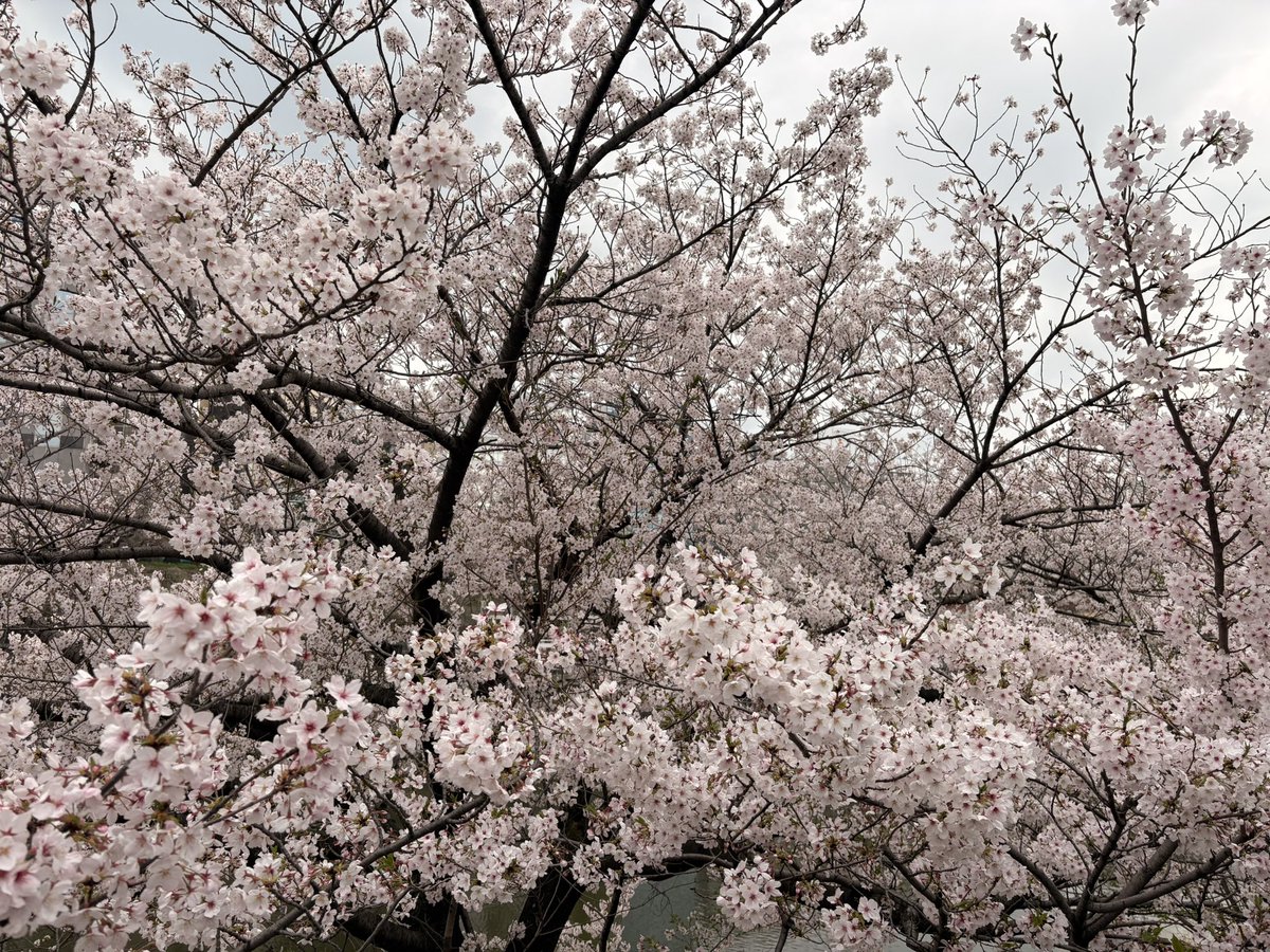 加賀谷友典 / Tomonori Kagaya tweet media