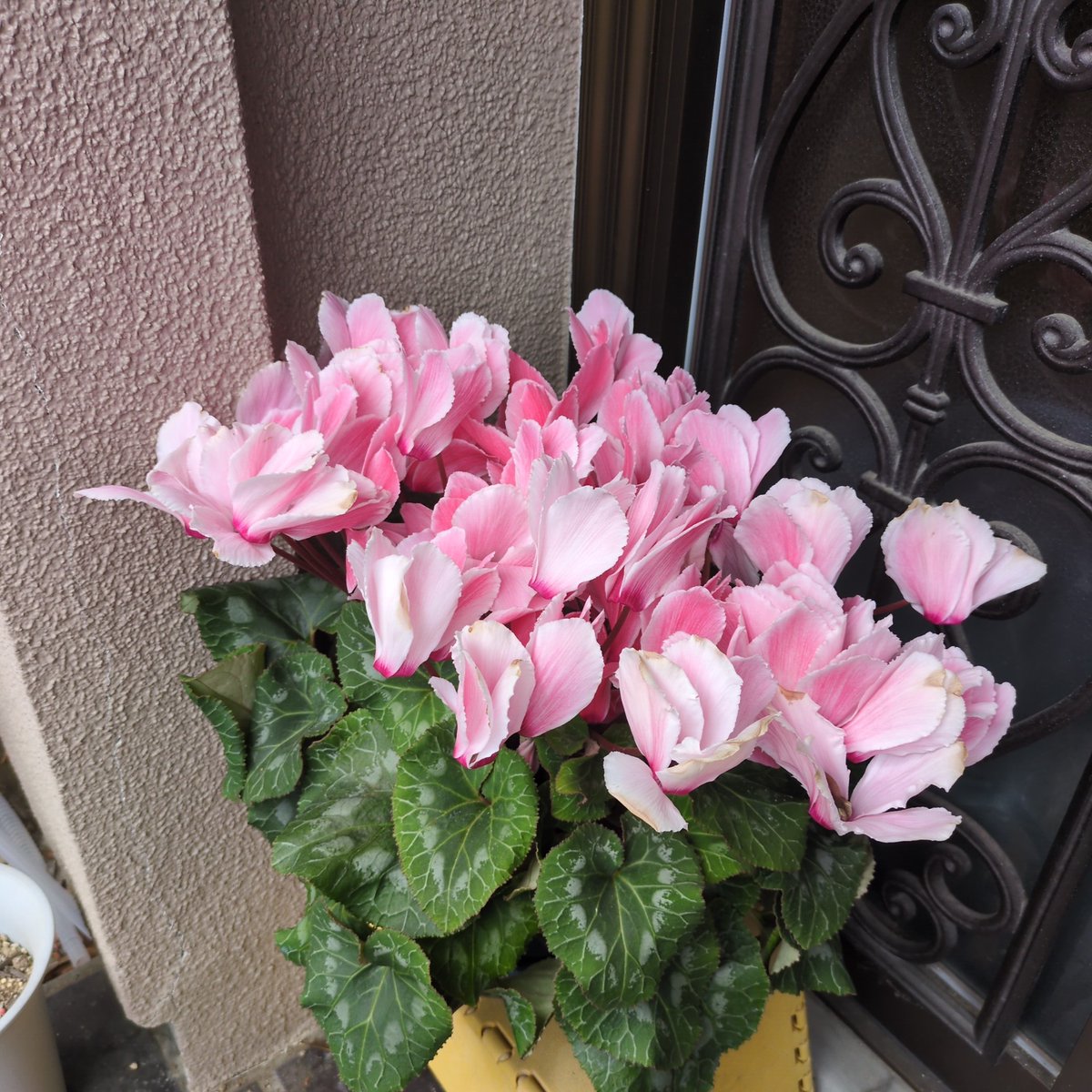 stush0992's tweet photo. 前回１枚目の早川シクラメン。こんなに花が増えた🌸 https://t.co/T45dBIDvhy