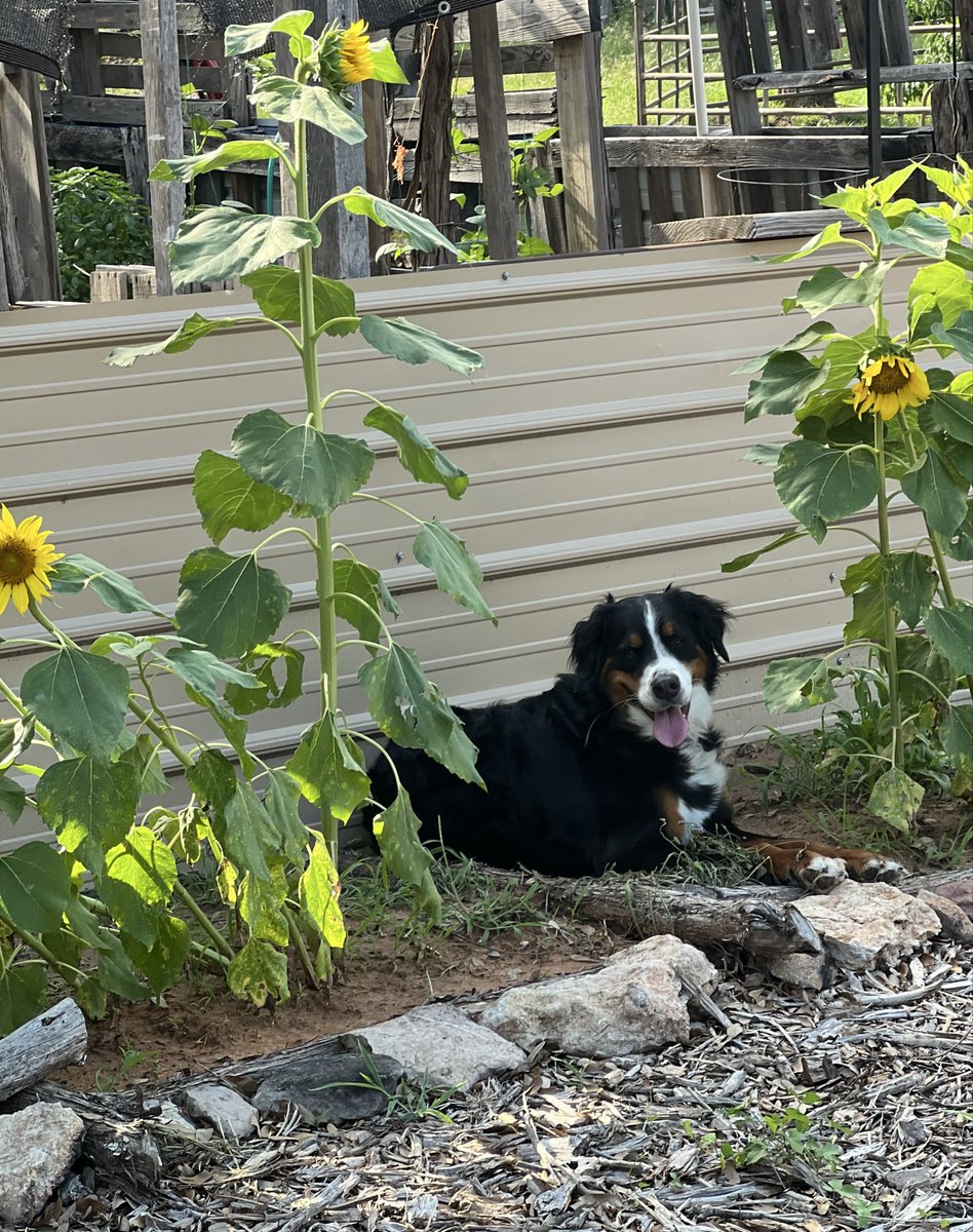 TandNinTexas 🇺🇸 tweet media