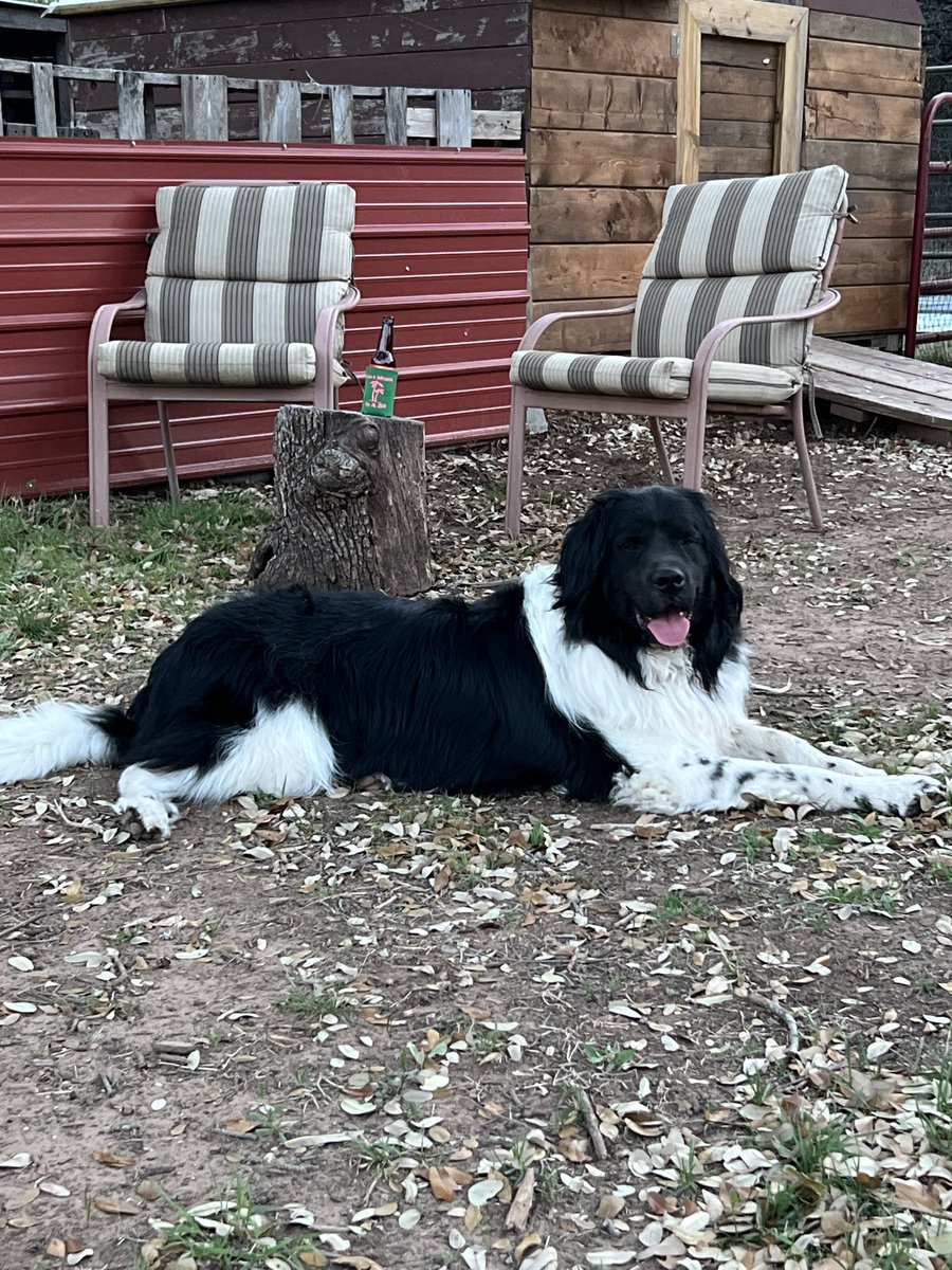 TandNinTexas 🇺🇸 tweet media