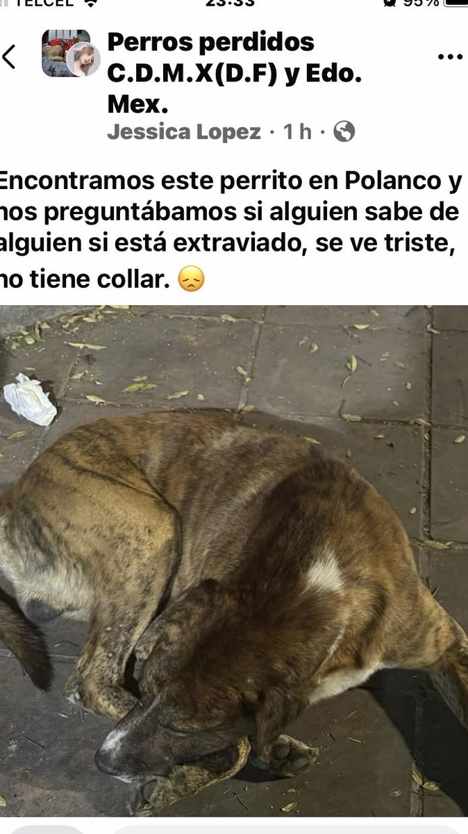 AlejandraVegaF5's tweet photo. ATENCIÓN POLANCO ‼️ https://t.co/g8Q8xNyKbm